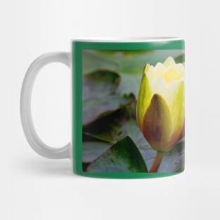 English Wild Flowers - Water Lily Mug